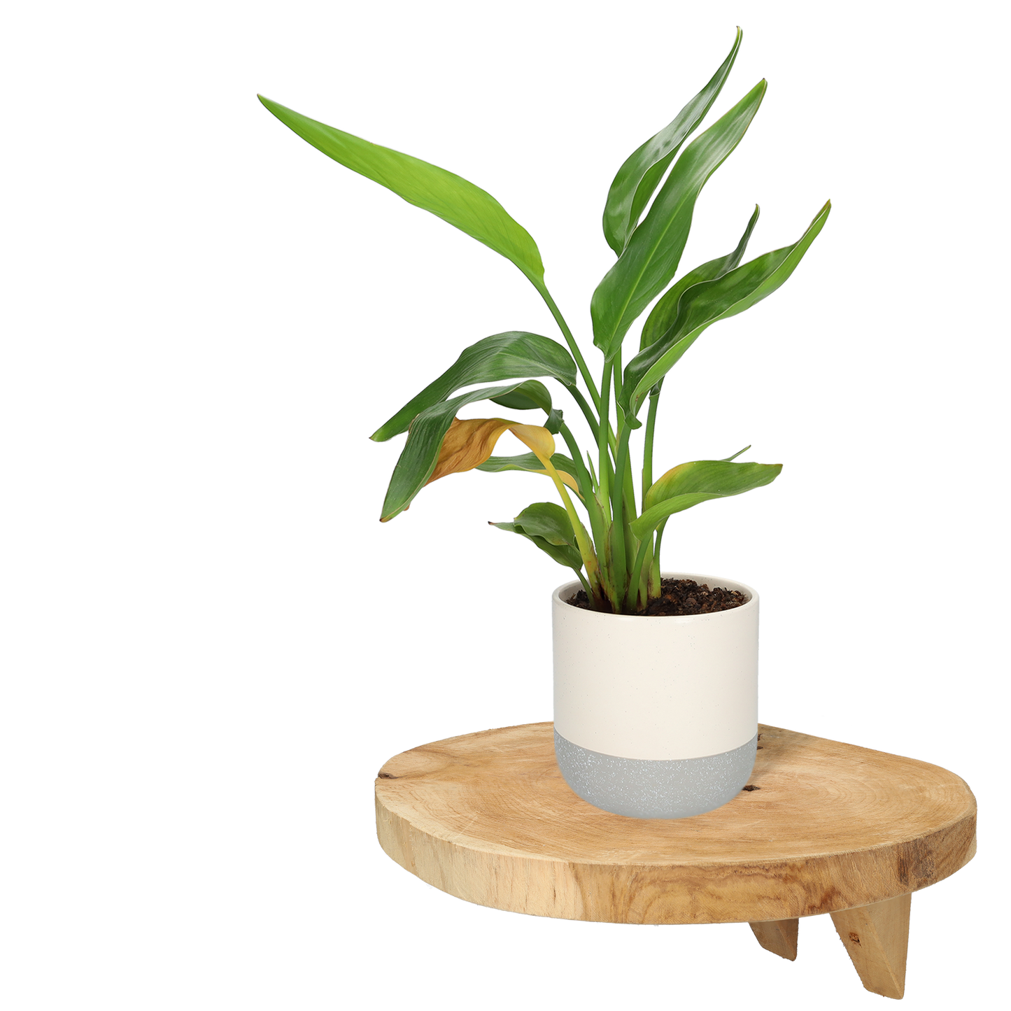 Wandplank van hout - Leuke sfeermaker - Huis decoratie